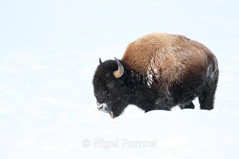 American Bison walks past, Yellowstone National Park, Wyoming - Bison