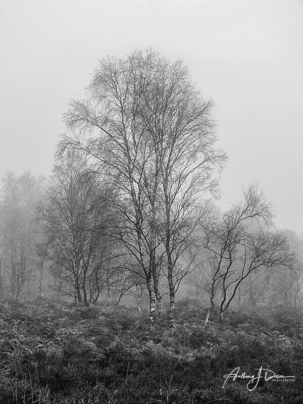  - Woodland