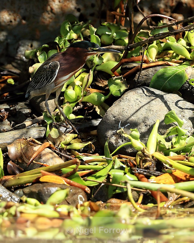 Green Heron on river bank, Costa Rica - Green (Green-backed) Heron