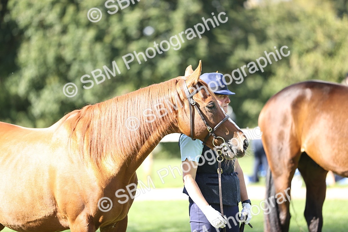 SBM_26231 - S5 - Novice & Newcomers In Hand