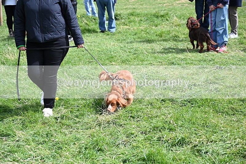 WJ6_8911 - Class 8 Best Working / Gun Dog or Bitch