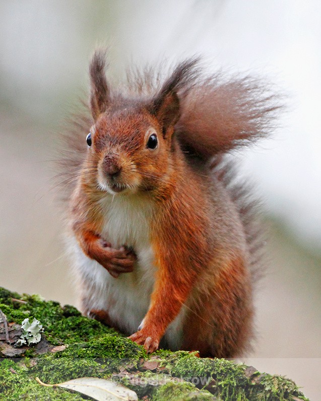 Red Squirrel sat on a moss-covered log on Brownsea Island - Squirrel