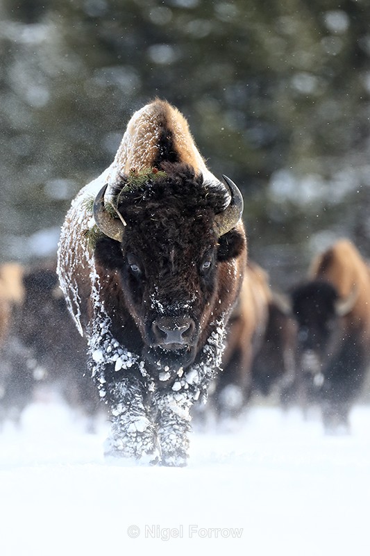 Bull Bison challenge, Gibbon Geyser Basin, Yellowstone - Bison