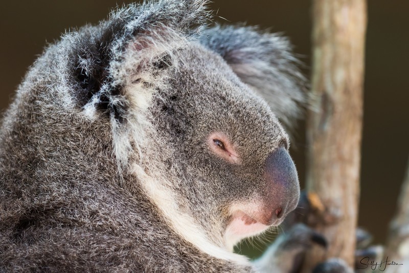 Koala Bear