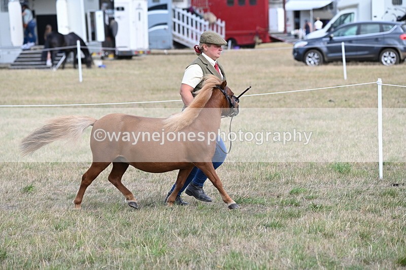 WJ6_6870 - Class 21 Shetland & Mini Horses