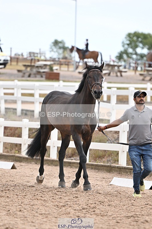 250716-145602-01525 - Trot Up 2.30 to 3.30