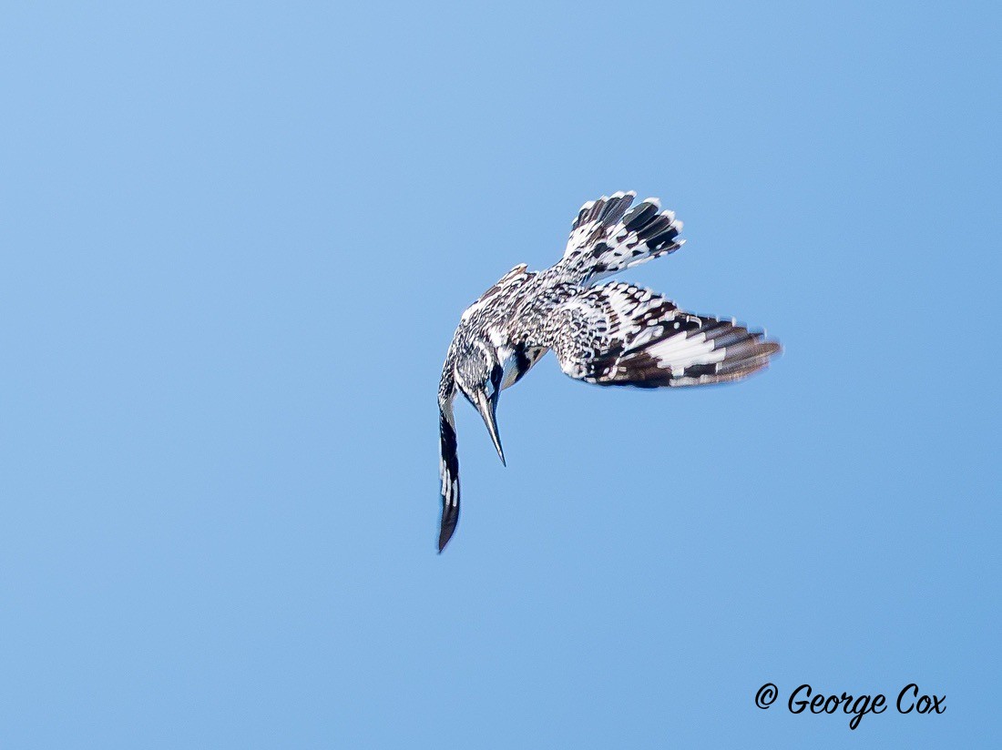 Pied Kingfisher Hovering - Gambia 2025