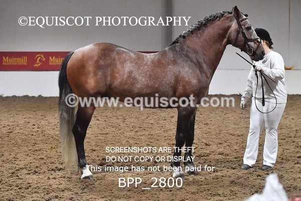 BPP_2800 - LOOSE JUMPING / SPSS