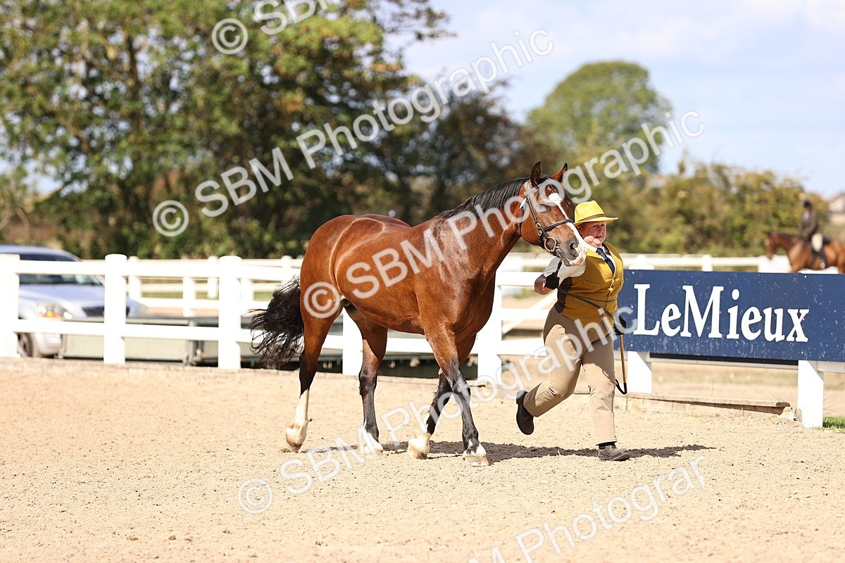 SBM_14252 - Class 411 - Prettiest Mare (IH OR Ridden) Adult