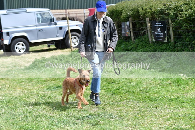 WJ5_0391 - Class 7 Best Terrier