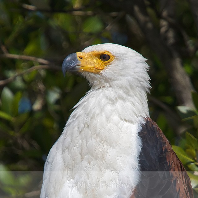 African Fish Eagle - African Fish Eagle