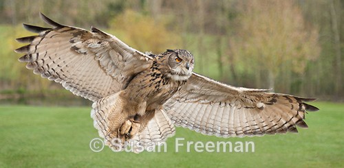 Eagel Owl in Flight