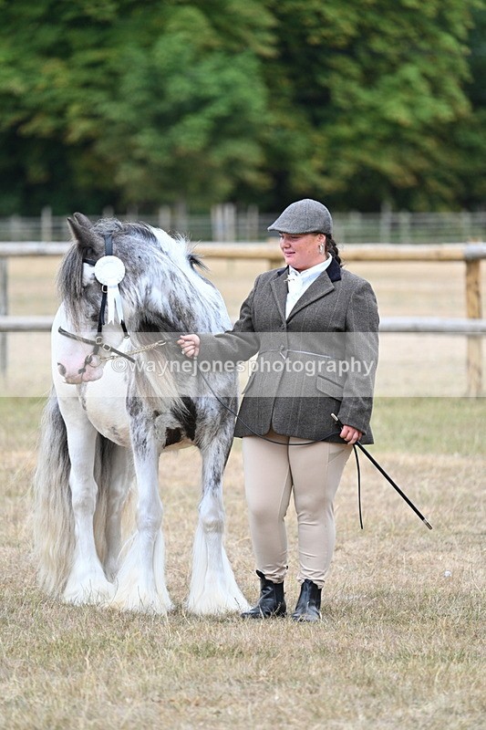WJ7_9679 - Class 5 Most Handsome Gelding (up to 14.2hh)