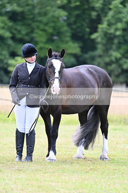 WJ7_7127 - Class 5a Most Handsome Gelding in Hand
