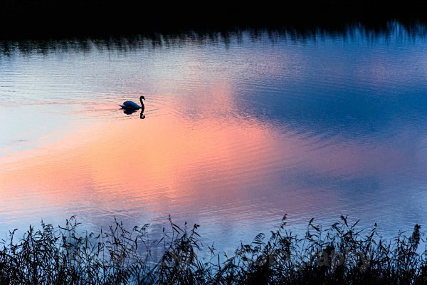Marazion marsh - Cornish Landscapes