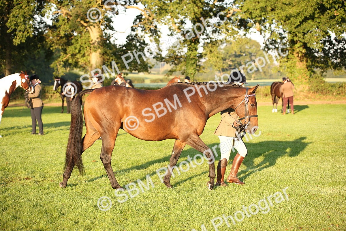 SBM_56855 - S49 - Riding Horse & Hack & Thoroughbred In Hand