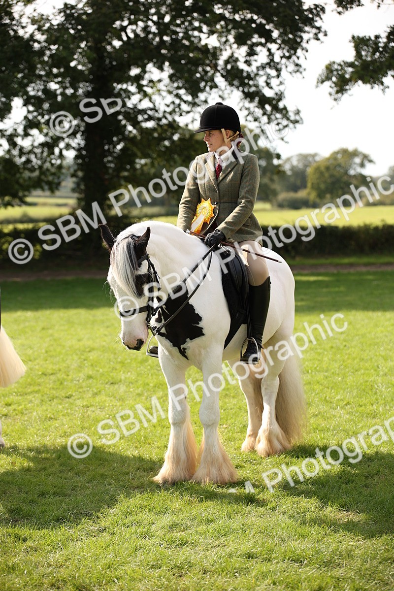 SBM_70153 - S65 - Piebald & Skewbald Horse Ridden