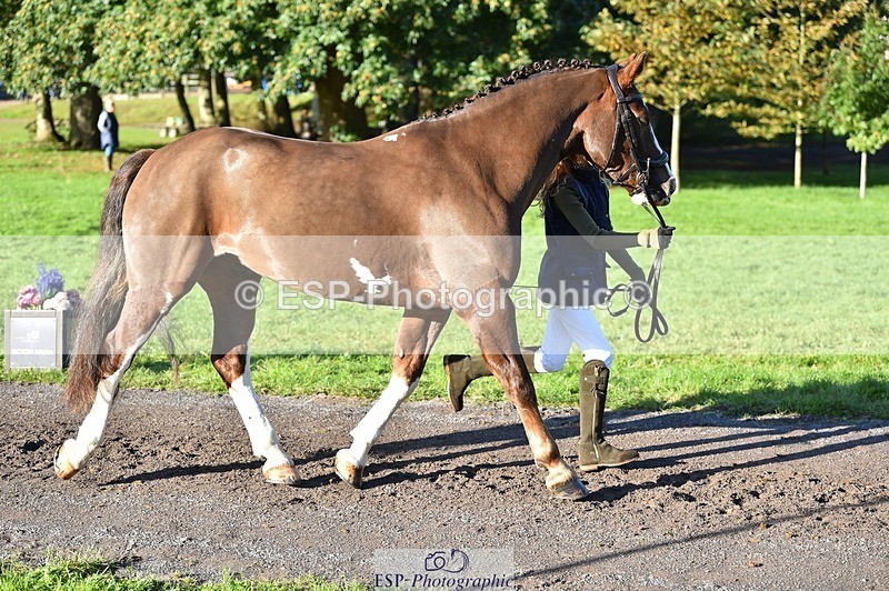 231022-100456-22230 - 432-DALEY-Oona.Gowan-TrotUp+SJ