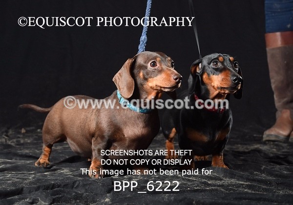 BPP_6222 - LESLEY GRANGER DOGS