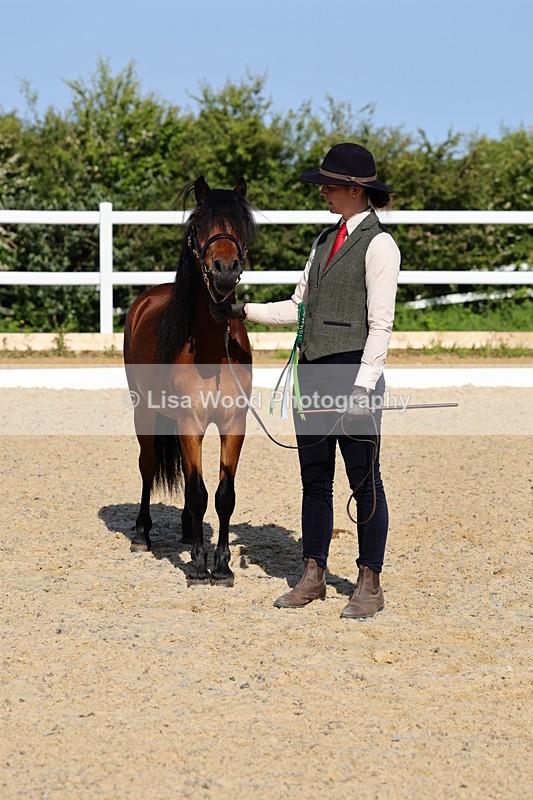 1X9A0709 - Class 3: Youngstock 1, 2, 3 year old not to exceed 153cm