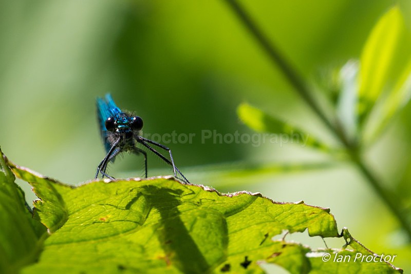Staring Competition! - Banded Demoiselle Damselfly - Nature