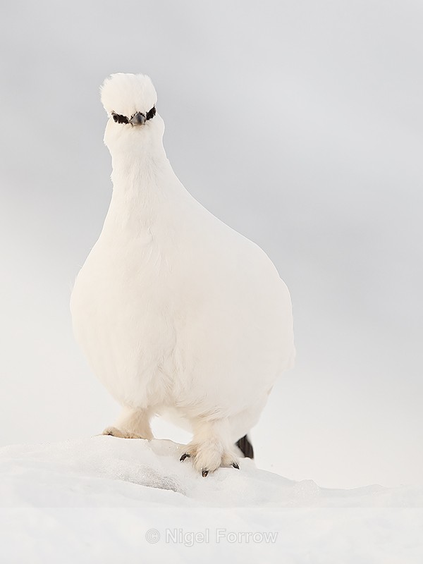 Ptarmigan craning neck, Svalbard, Norway - Ptarmigan
