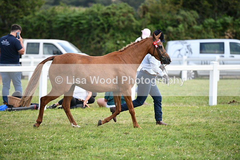 DSC_8465 - Class 69: Pure, Anglo & Part Bred In Hand Arab