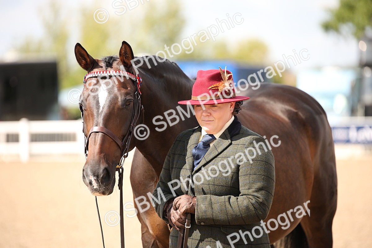 SBM_03437 - Class 18 Handsomest Gelding (IH or Ridden)