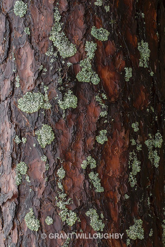 Scots pine bark near base 2 - Scots Pines