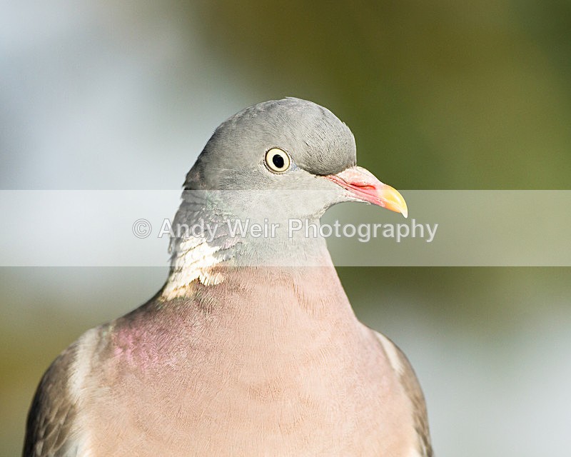 20130105-_MG_1928 - Pigeons & Doves
