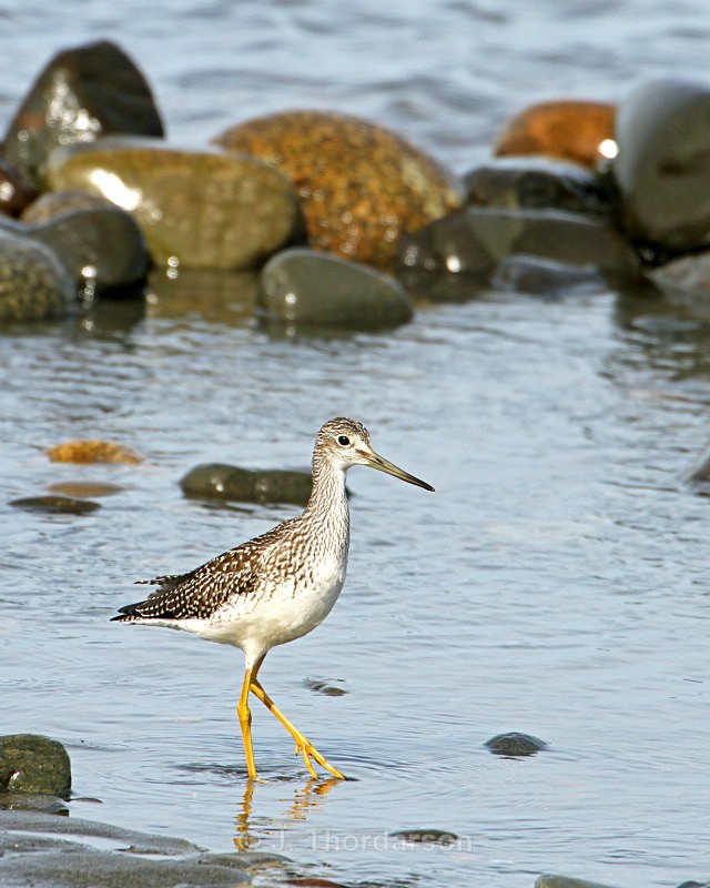  - Shorebirds