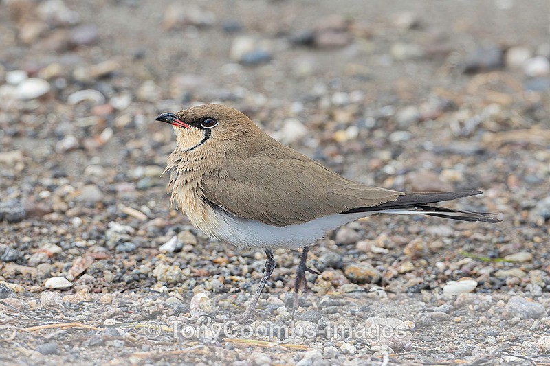 Collared Pratincole - Lesvos ~ Wading Birds