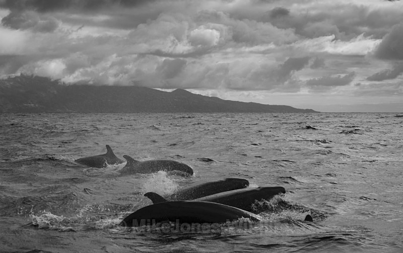 False Killer Whales (Pseudorca).Pico Island, Azores. - WHALES. Azores, Scotland, Iceland.