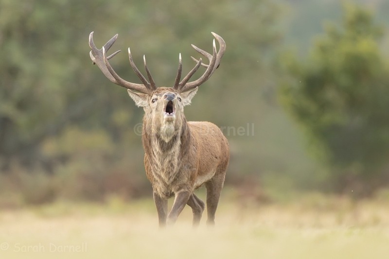  - Deer for Graham