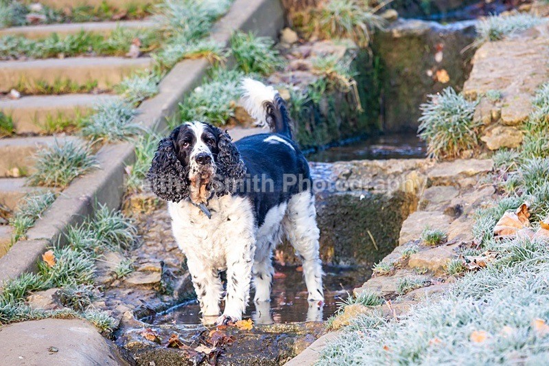 2KJS1208 - Dogs in Abington Park