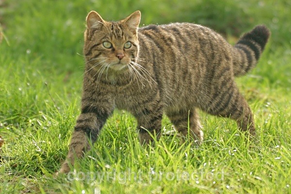 Scottish Wild Cat - Small Cats