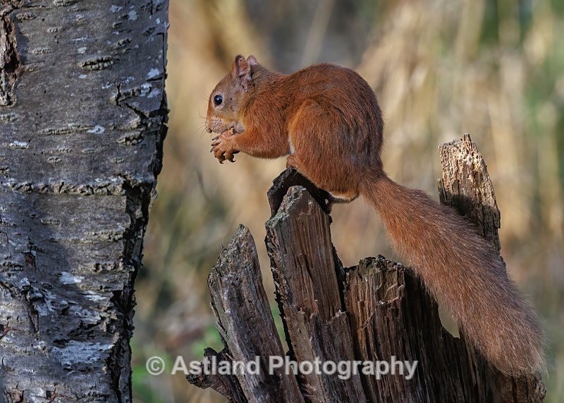 Red Squirrel - Latest Images