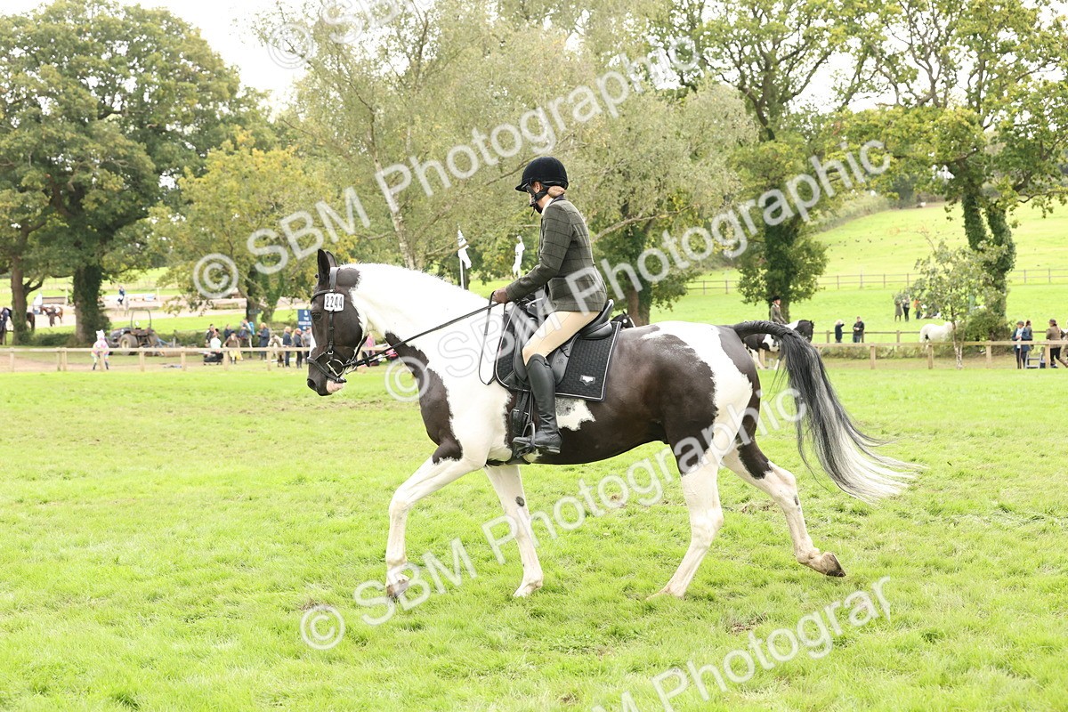 SBM_67249 - S67 - Piebald & Skewbald Horse Ridden