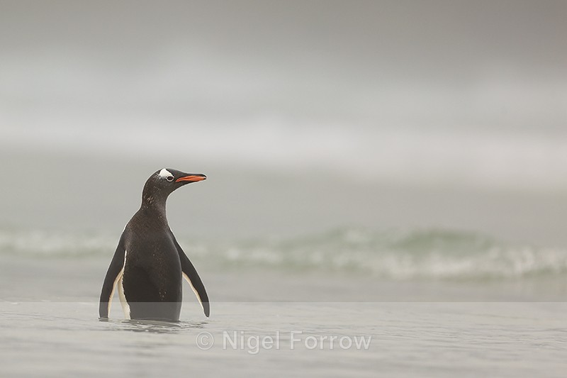 Gentoo standing in shallow water, Saunders Island, Falklands - Gentoo Penguin