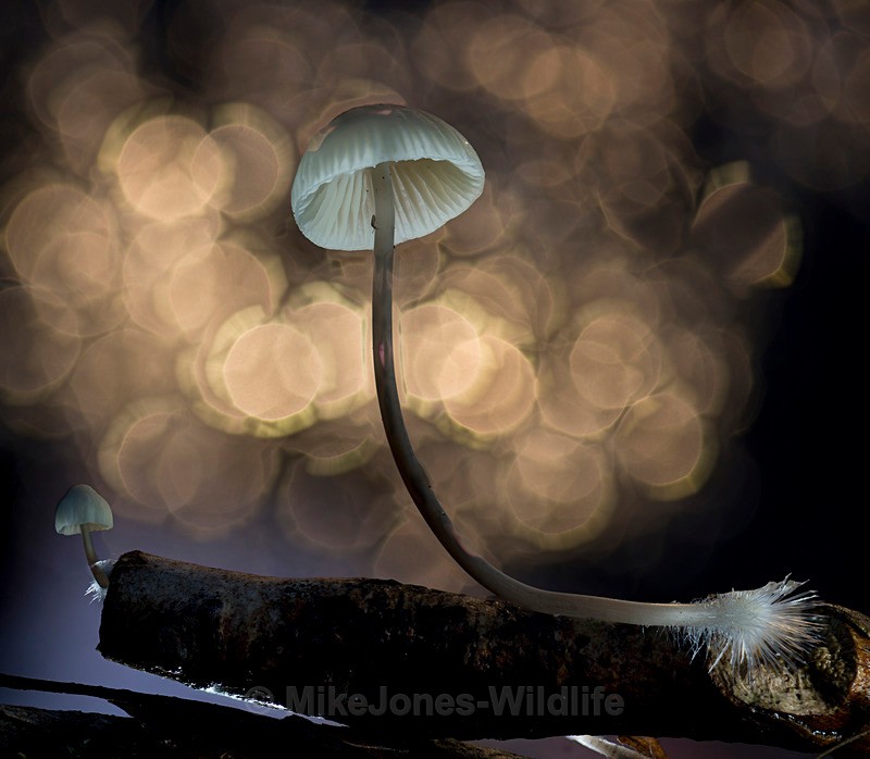FUNGI 154 CROP - AUTUMN 2025 FUNGI/MUSHROOMS