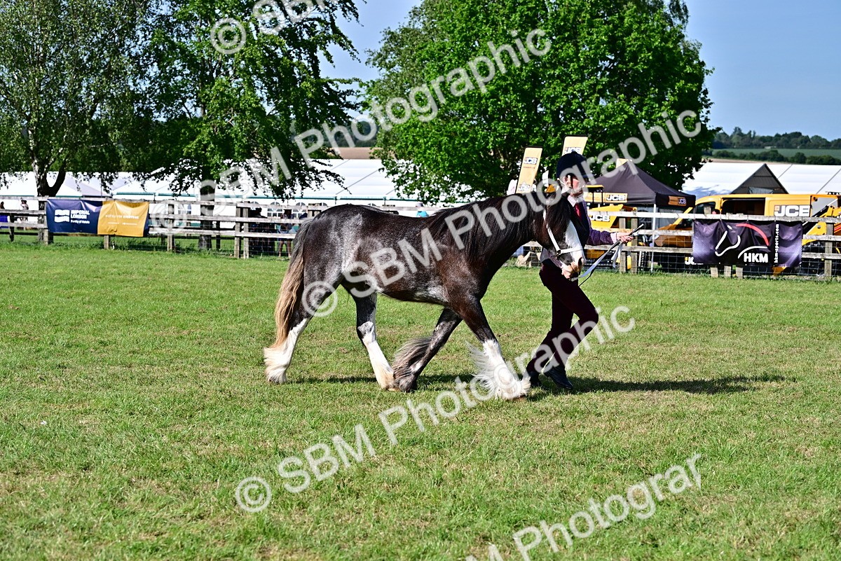 SBM_10006 - Class 63-65 - Traditional Gypsy Cobs In Hand & Ridden