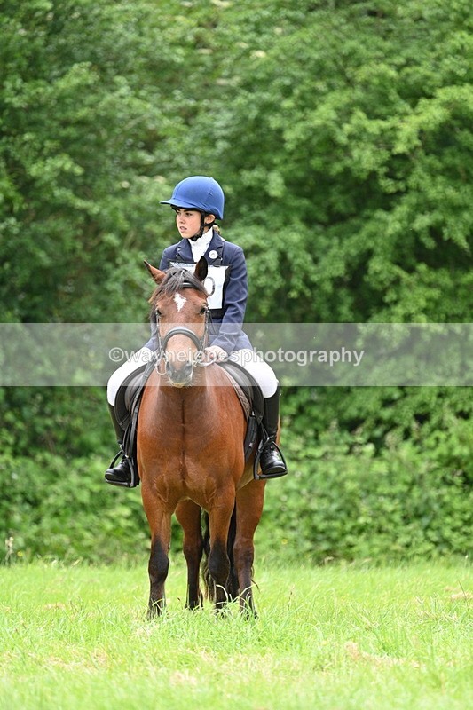 WJ7_3851 - Class 14A Handsome Gelding