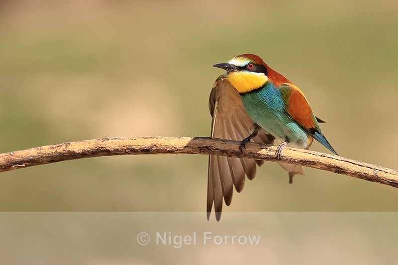 European Bee-eater wing stretch, Montgai, Spain - European Bee-Eater