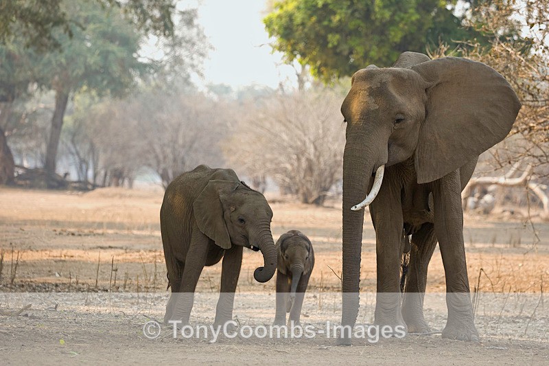 Elephant and calves - Mana Pools ~ The Mammals