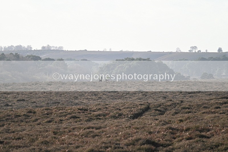 WJ7_7844 - Line 3 (no line 4 or 5)