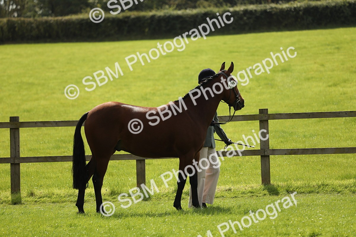 SBM_65567 - S48 - Show Pony & Show Hunter Pony In Hand