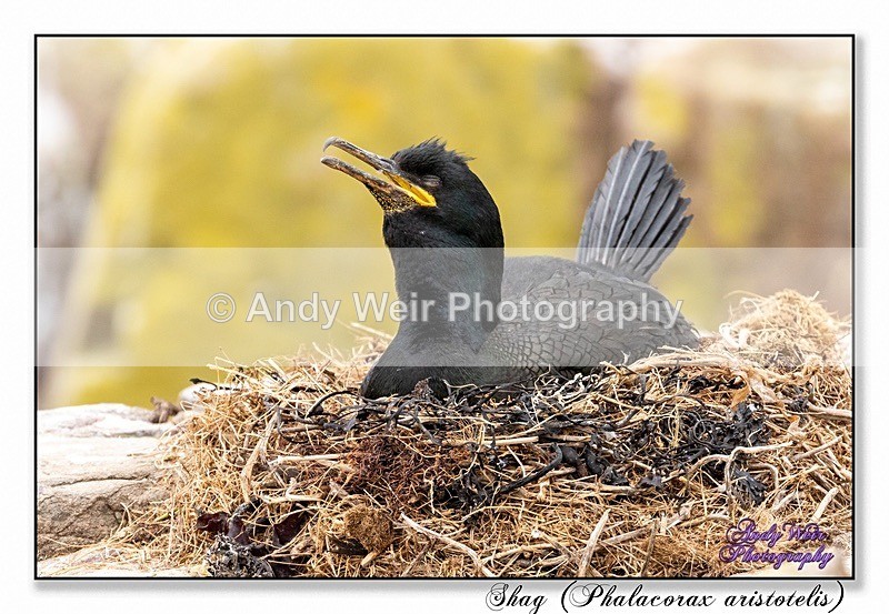 190604-untitled-8E0A4594-Edit - Cormorants & Shags
