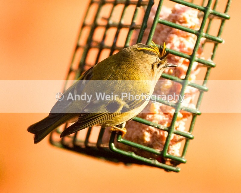 20110308-IMG_1855 - Wren & Goldcrest