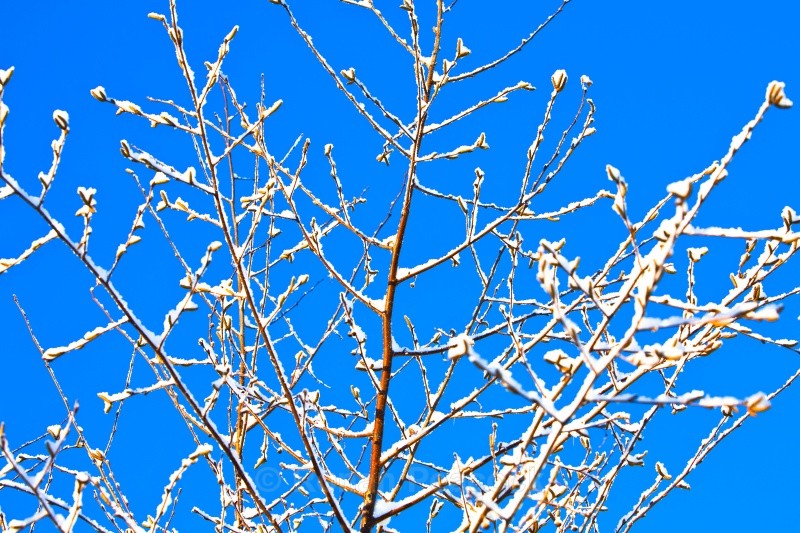 White Branches 2 - Nature