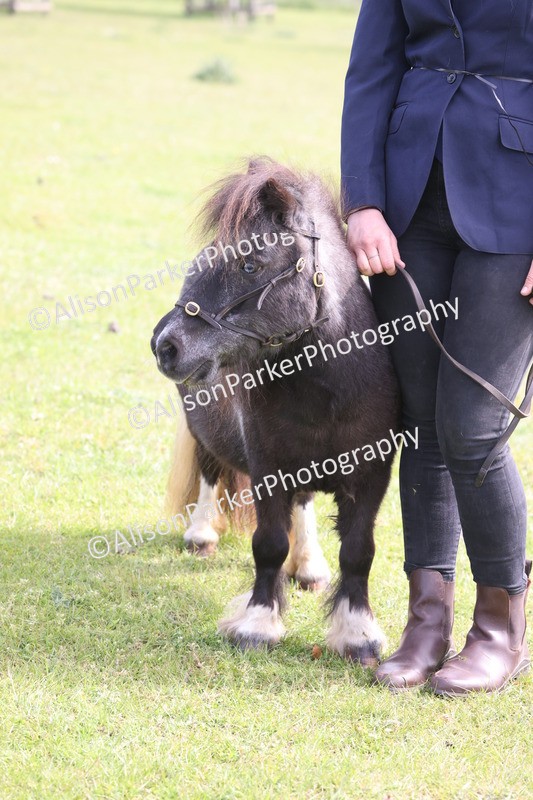20260426-3209 - Class 26 - Shetland Ponies and Minitures